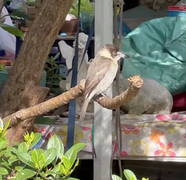 Young Kookaburra in backyard