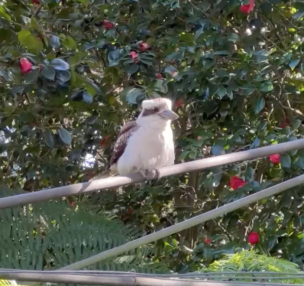 Kookaburra on clothes line