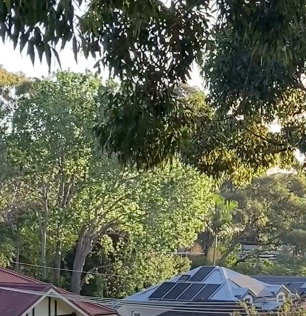 The tree canopy in the Lungs of Leichhardt