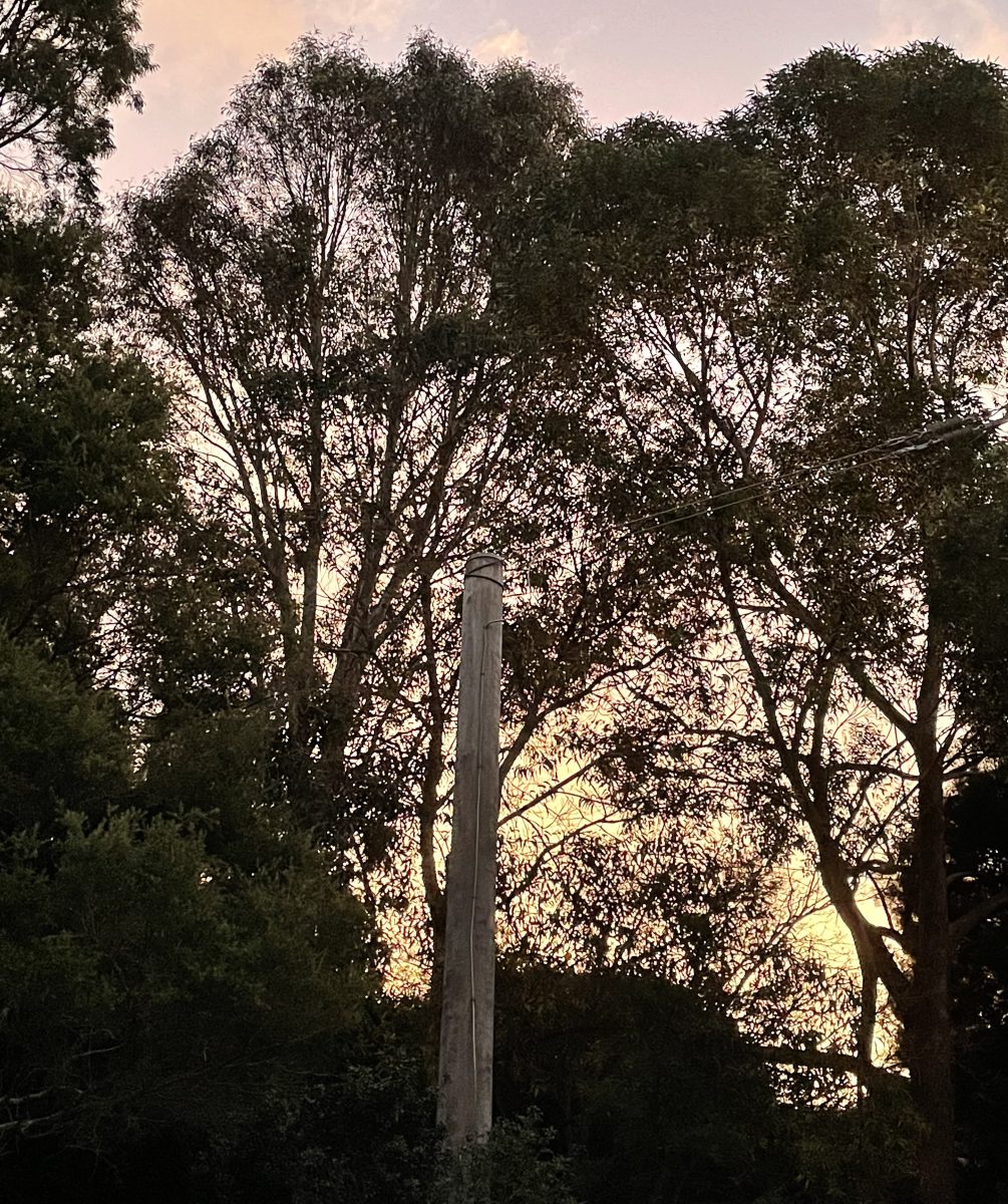 Dusk in the Lungs of Leichhardt