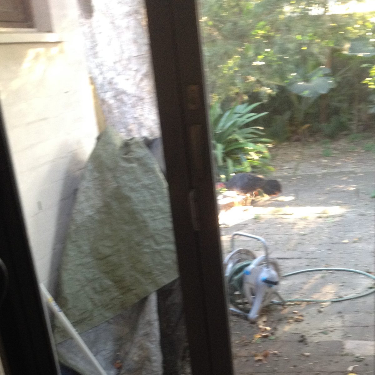 Brush Turkey in backyard