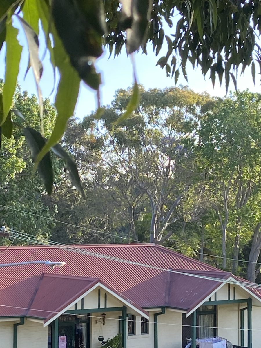 The tree canopy in the Lungs of Leichhardt