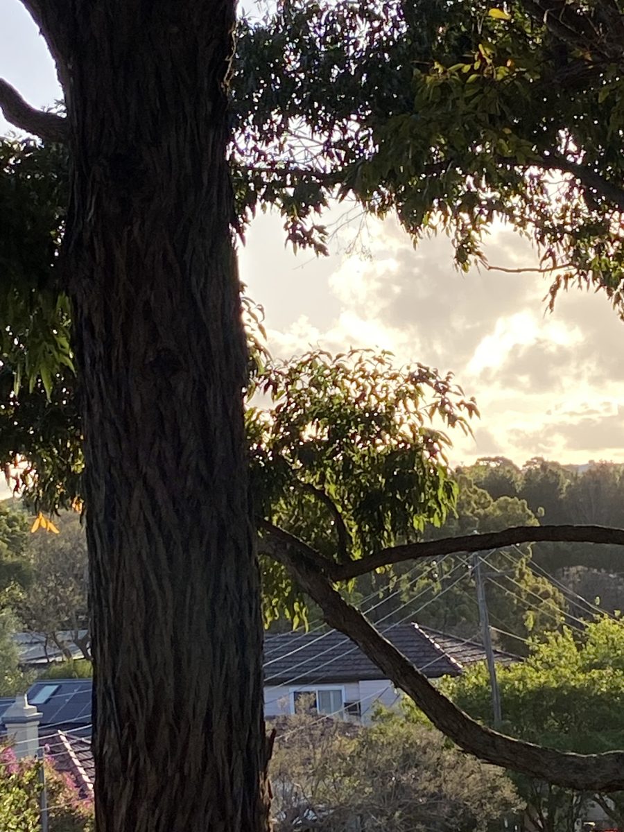 The tree canopy in the Lungs of Leichhardt