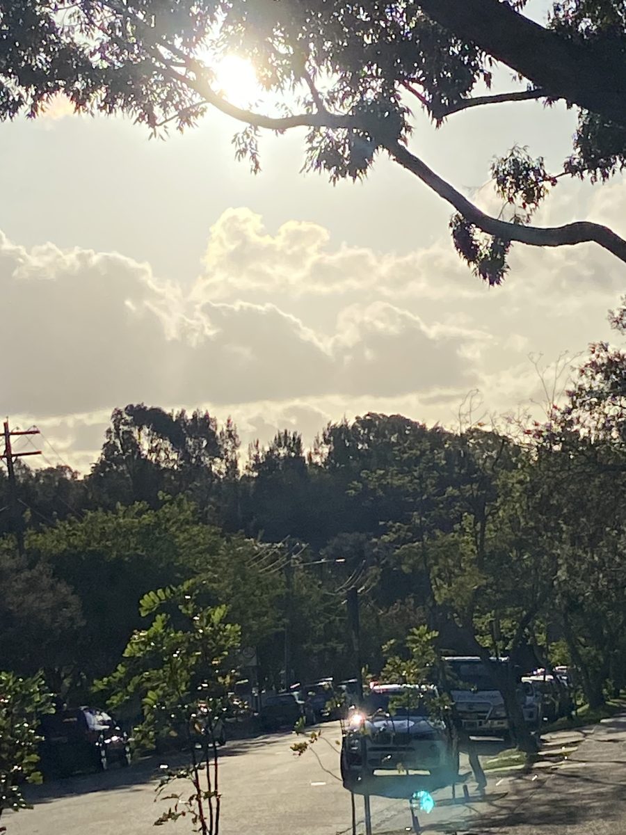 The tree canopy in the Lungs of Leichhardt