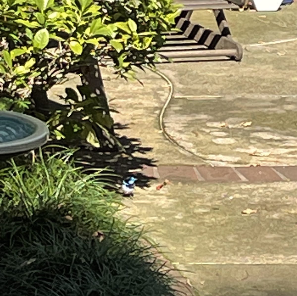 Fairy wren hanging out in the backyard