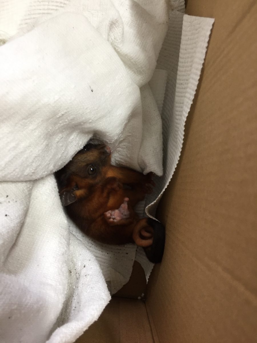 Baby ring tailed possum