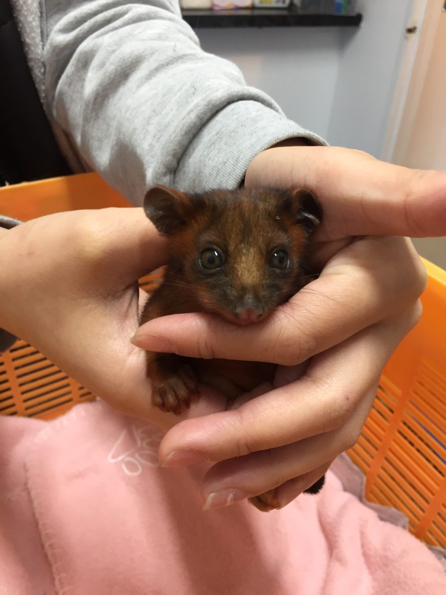 Baby ring tailed possum