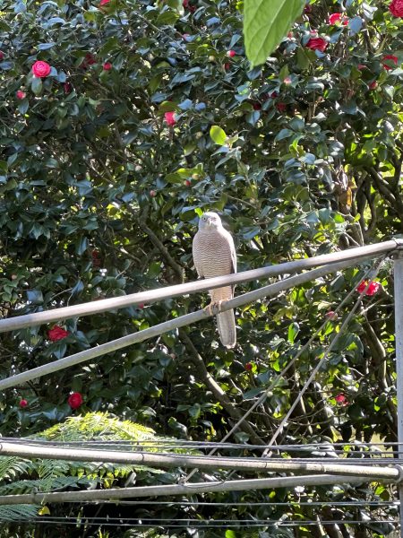Bird on clothes line