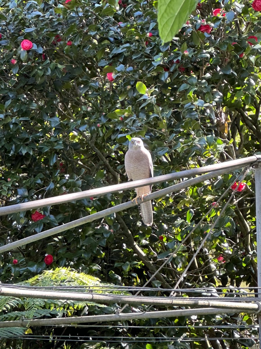 Goshawk on clothes line