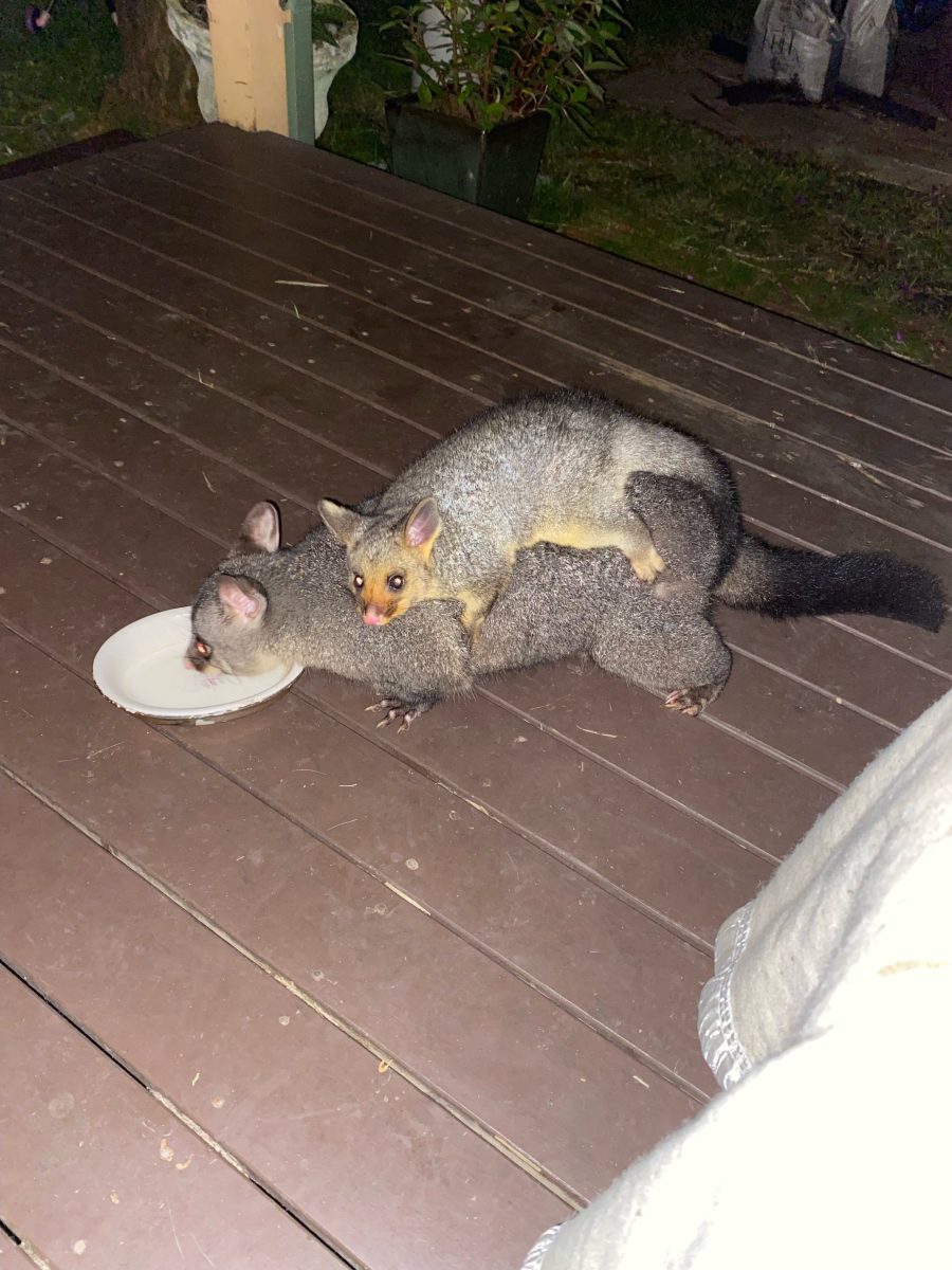 Mother brush tailed possum with baby on its back on back deck