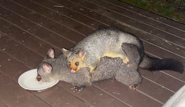 Mother possum with baby on its back on back deck