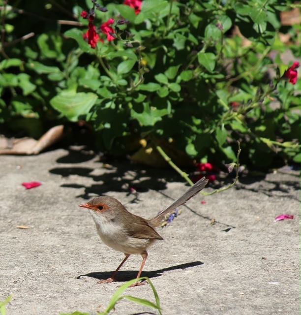 Superb fairy wren - female