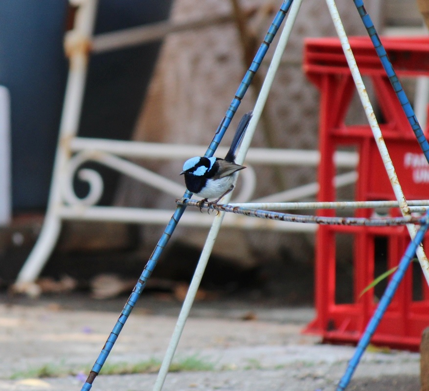 Superb fairy wren - male