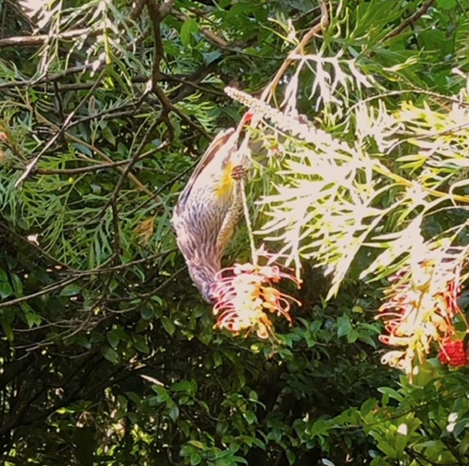 Wattle bird eating from Grevillea