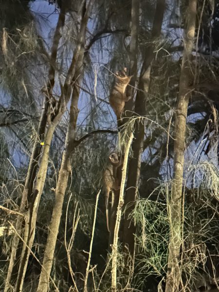Ringtailed possums in tree