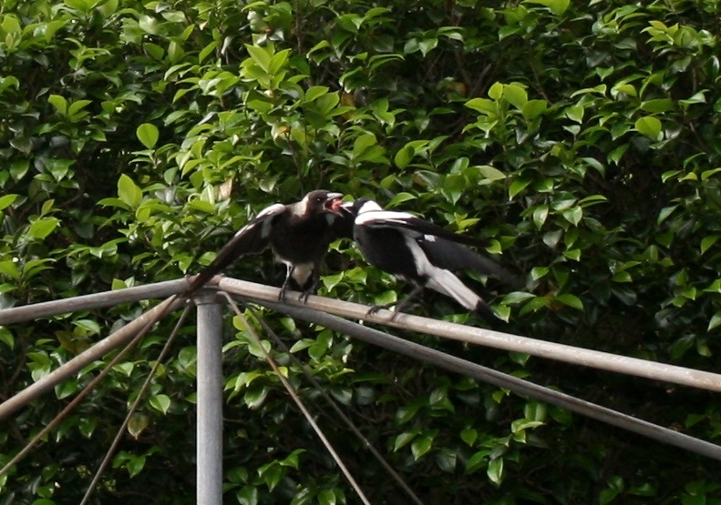Magpie feeding a baby magpie