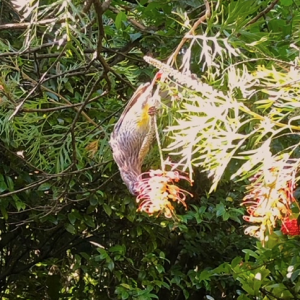 Wattle bird eating from Grevillea Wattle bird eating from Grevillea